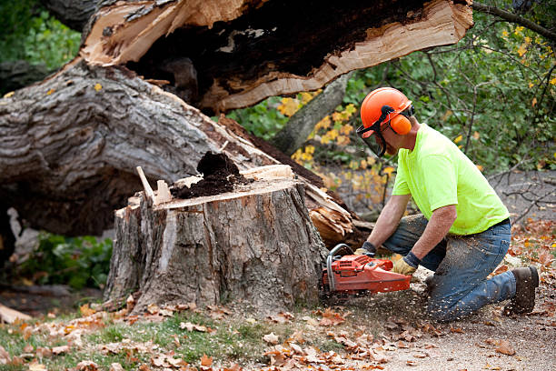 Best Commercial Tree Services  in Hauppauge, NY